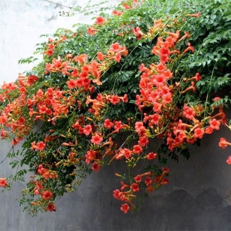 凌霄花苗爬藤植物攀爬树桩美国凌霄庭院阳台四季开花卉浓香