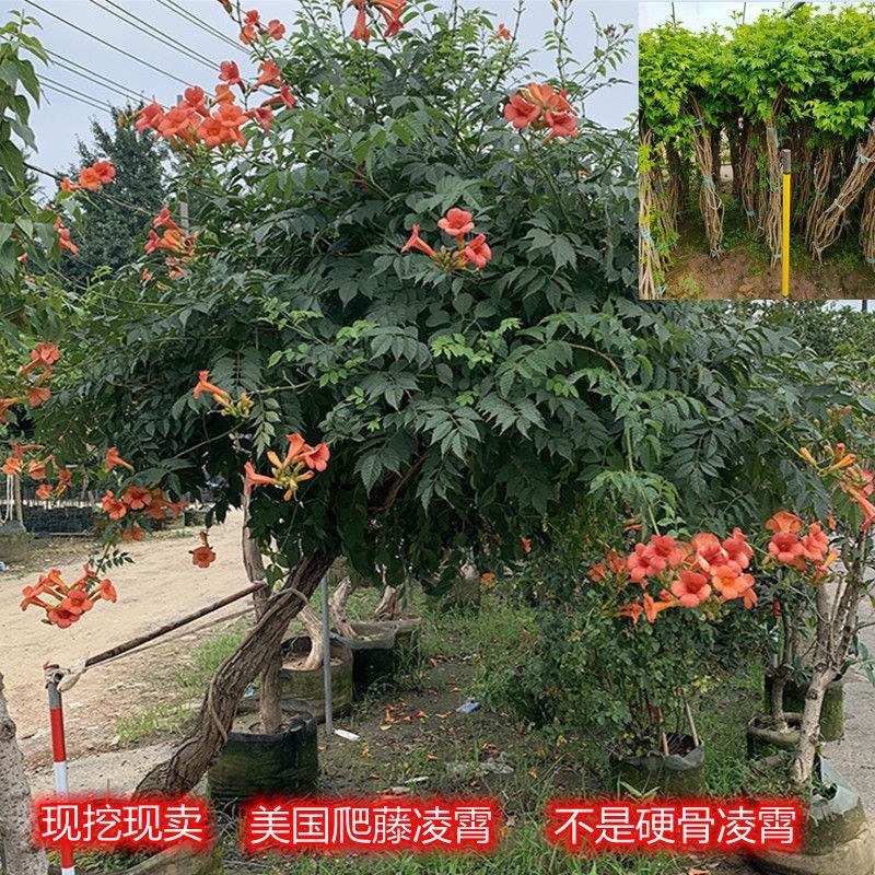 凌霄花苗爬藤植物攀爬树桩美国凌霄庭院阳台四季开花卉浓香