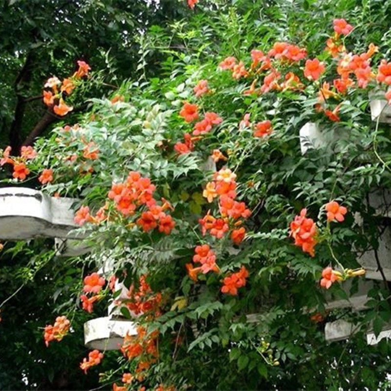 凌霄花苗爬藤植物攀爬树桩美国凌霄庭院阳台四季开花卉浓香
