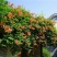 凌霄花苗爬藤植物攀爬树桩美国凌霄庭院阳台四季开花卉浓香