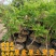 凌霄花苗爬藤植物攀爬树桩美国凌霄庭院阳台四季开花卉浓香