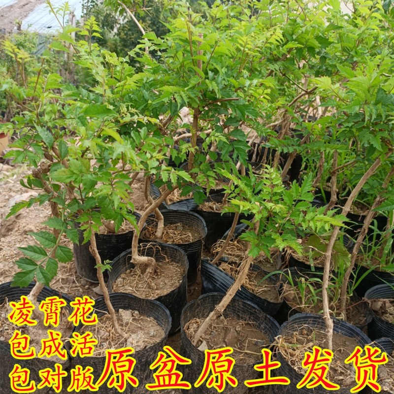 凌霄花苗爬藤植物攀爬树桩美国凌霄庭院阳台四季开花卉浓香