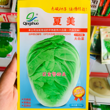 青硕夏美早熟耐热大白菜种子一代杂交种叠抱白菜结球紧实