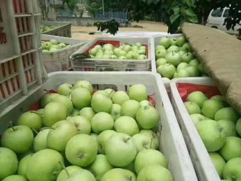辽伏苹果产地批发早熟苹果大量上市货源充足全国发货