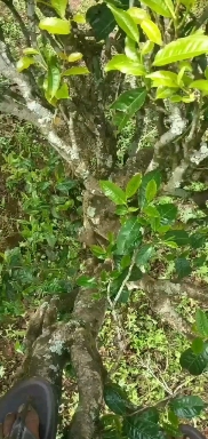 云南普洱墨江景星凤凰山古树生态茶