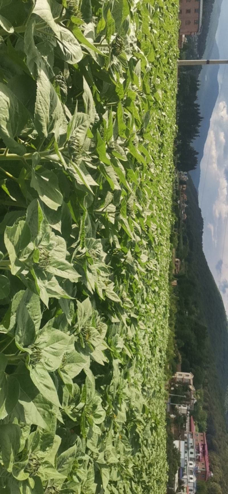 向日葵（云南昆明呈贡基地直销现采现卖量大从优）向日葵鲜切