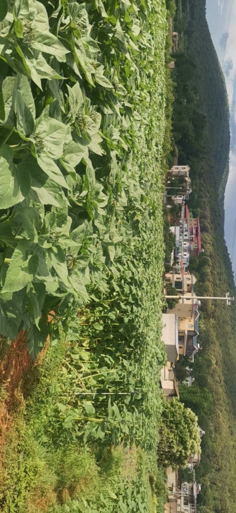 向日葵（云南昆明呈贡基地直销现采现卖量大从优）向日葵鲜切