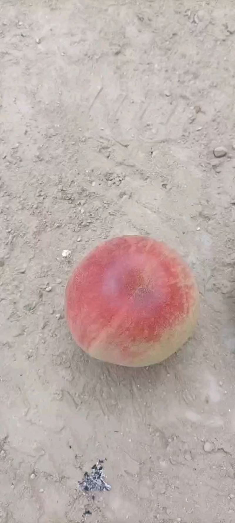水密桃中桃红玉