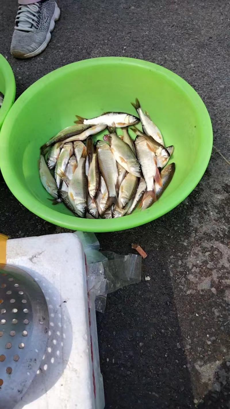 马口白鱼大嘴马口桃花鱼鲤鱼鲶鱼高山流水大鲫鱼