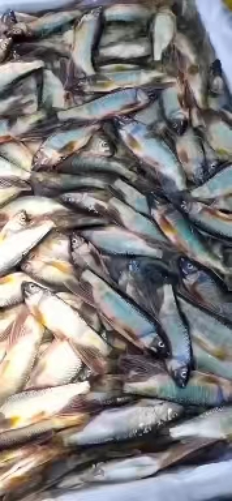 马口白鱼大嘴马口桃花鱼鲤鱼鲶鱼高山流水大鲫鱼