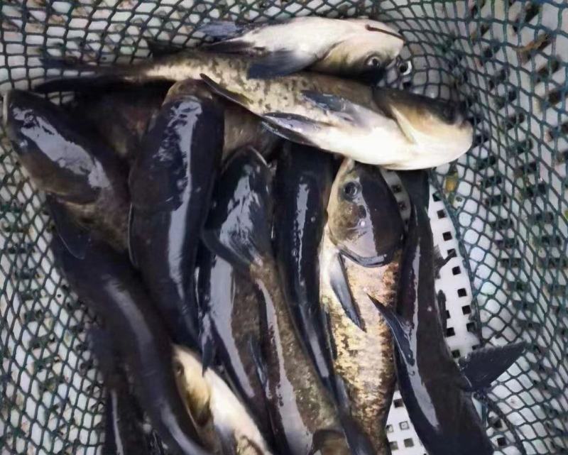 花鲢鱼苗大小规格品种齐全，品质保证，全国发货