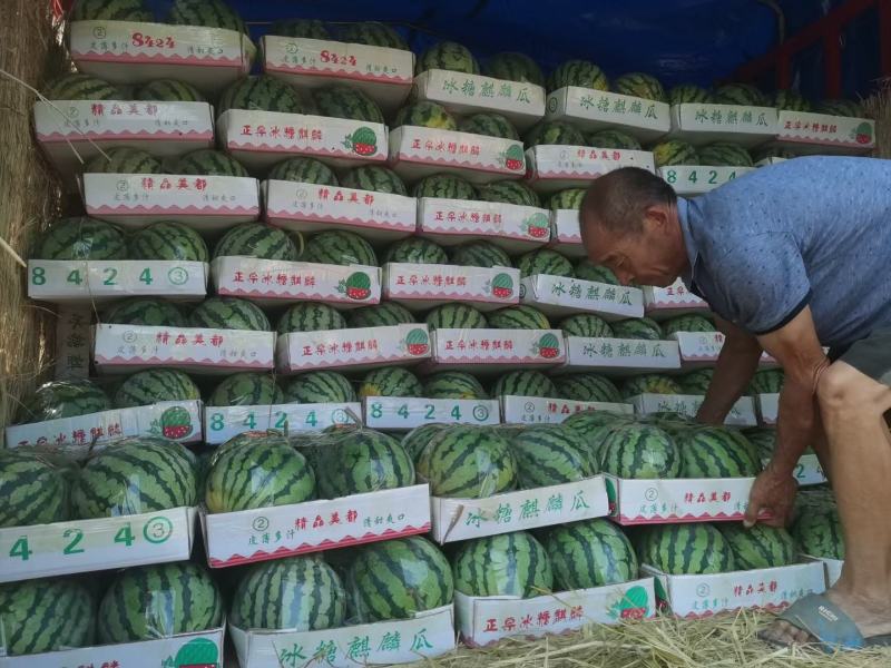 精品美都西瓜，八到九成半熟度，有专业打瓜师，欢迎咨询！