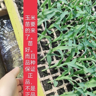 玉米苗