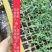 玉米苗