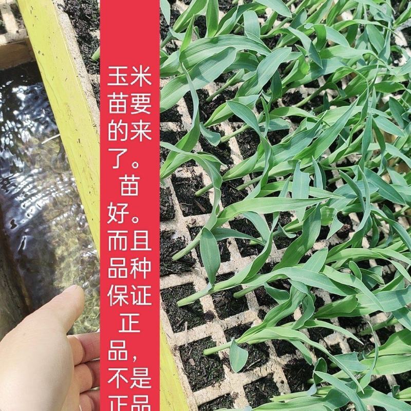 玉米苗
