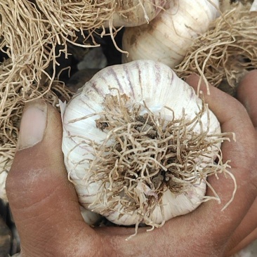 辨子蒜