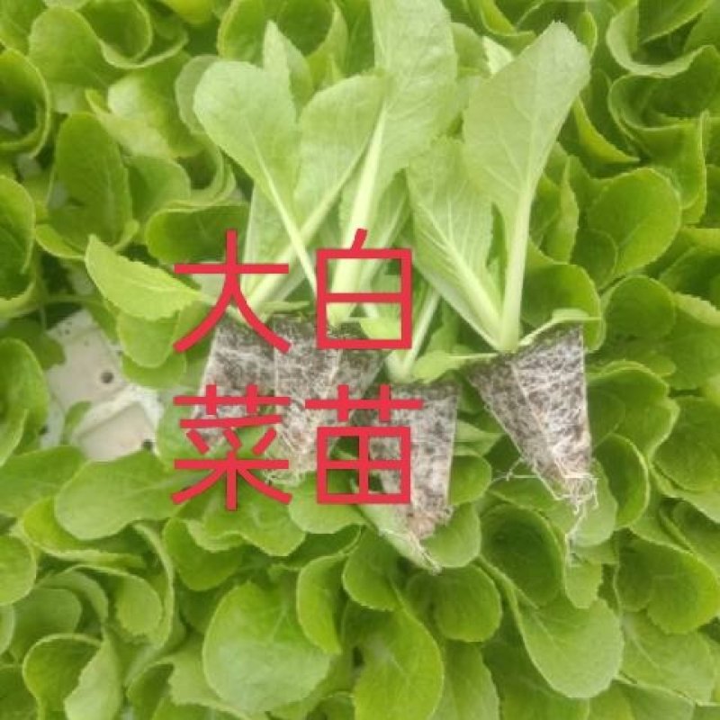 玉米苗