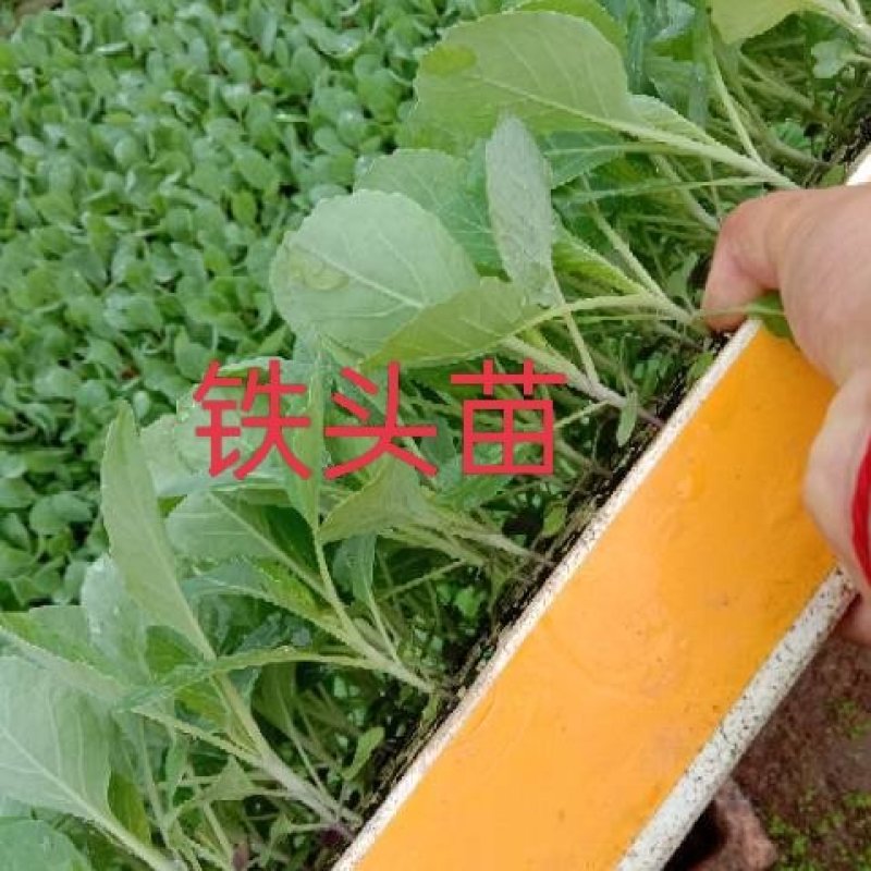 玉米苗