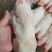 精品猪蹄母猪蹄一级母猪蹄13—15供应各种猪蹄