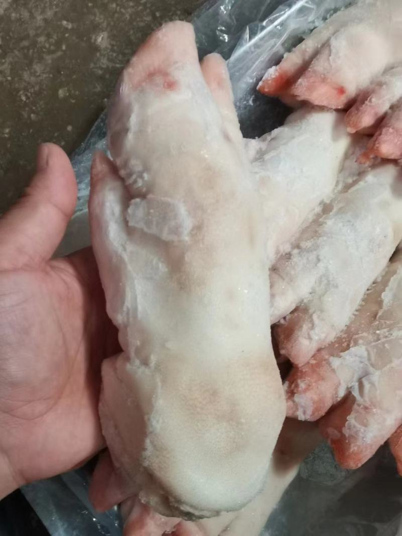 精品猪蹄母猪蹄一级母猪蹄13—15供应各种猪蹄