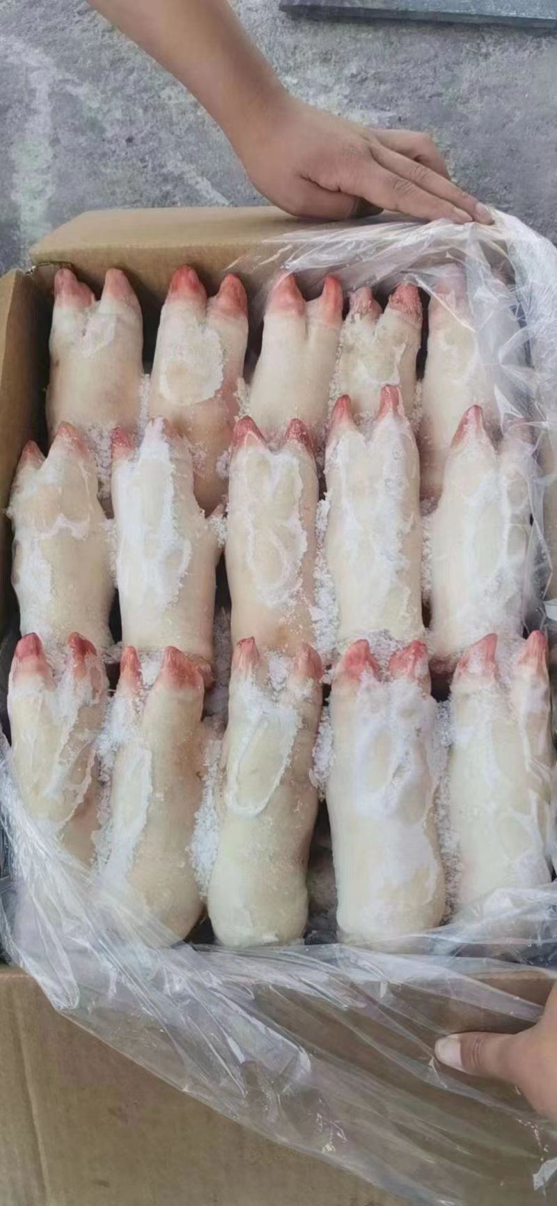 精品猪蹄母猪蹄一级母猪蹄13—15供应各种猪蹄