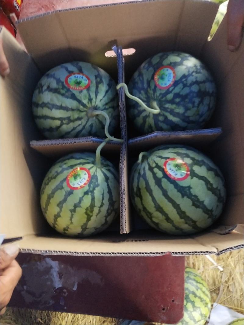 精品美都西瓜