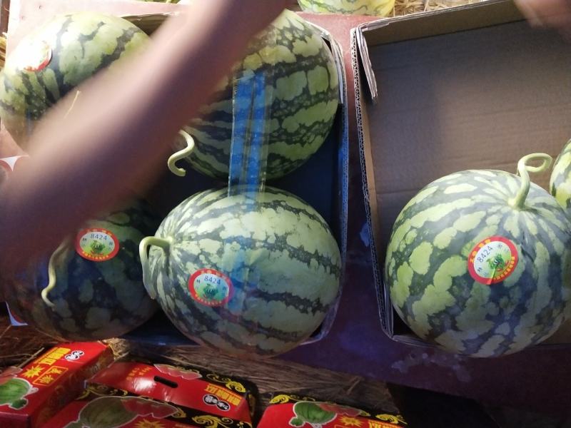 精品美都西瓜