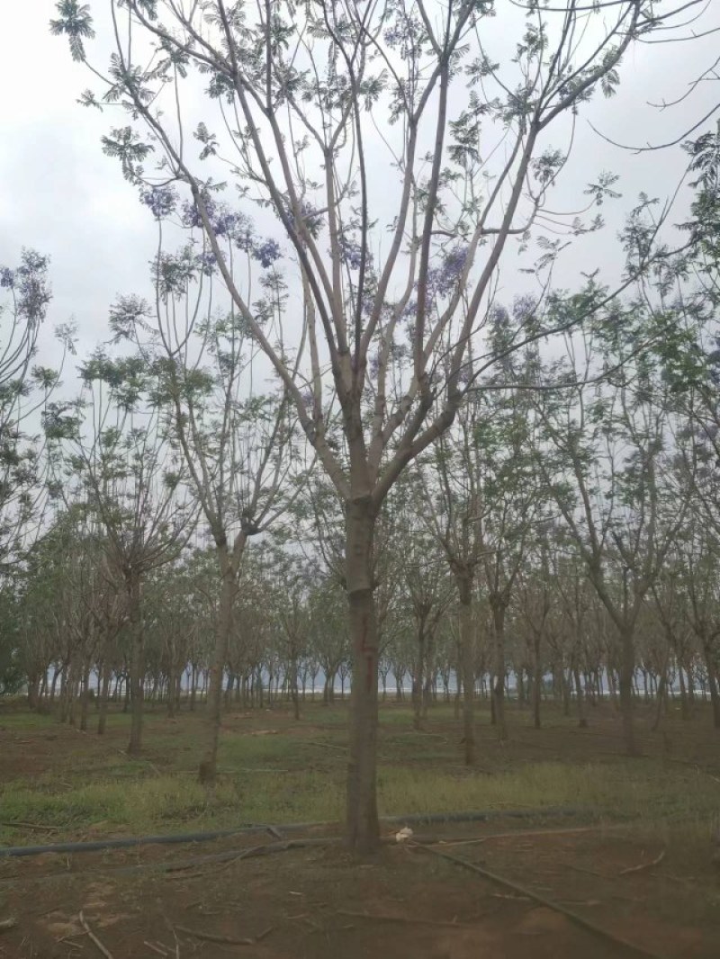 攀枝花精品蓝花楹，现货