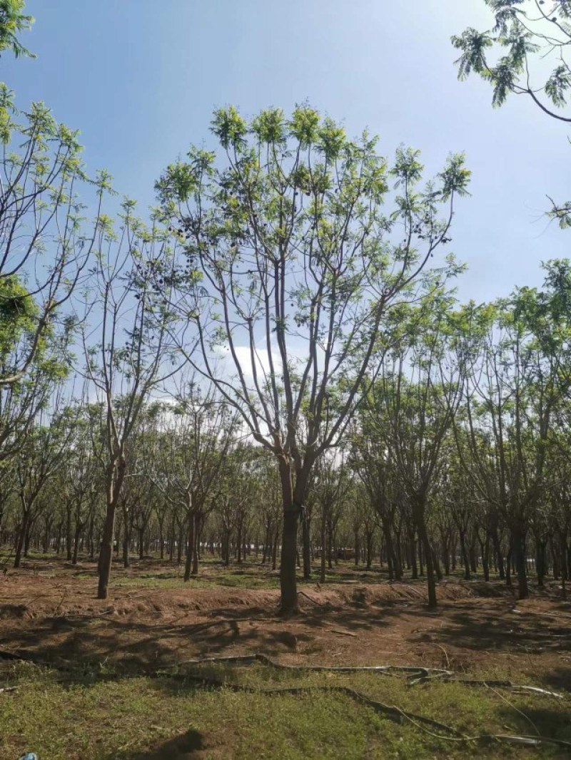 攀枝花精品蓝花楹，现货