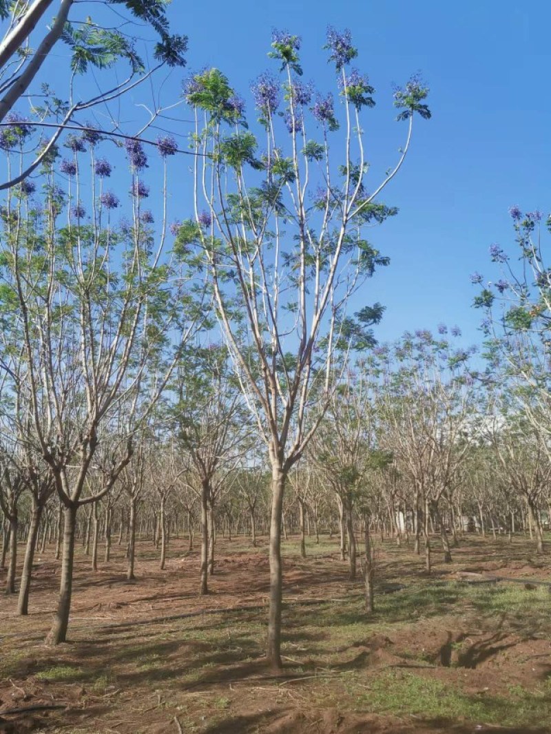 攀枝花精品蓝花楹，现货
