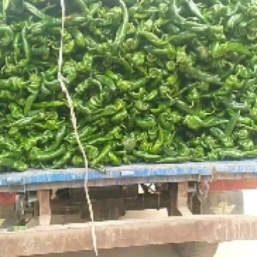 辣子茄子西胡芦莱花
