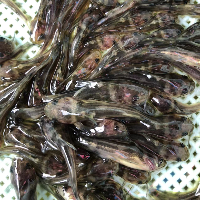 黄骨鱼苗黄颡鱼苗昂刺鱼苗汪丁鱼苗黄鸭叫黄辣丁鱼苗