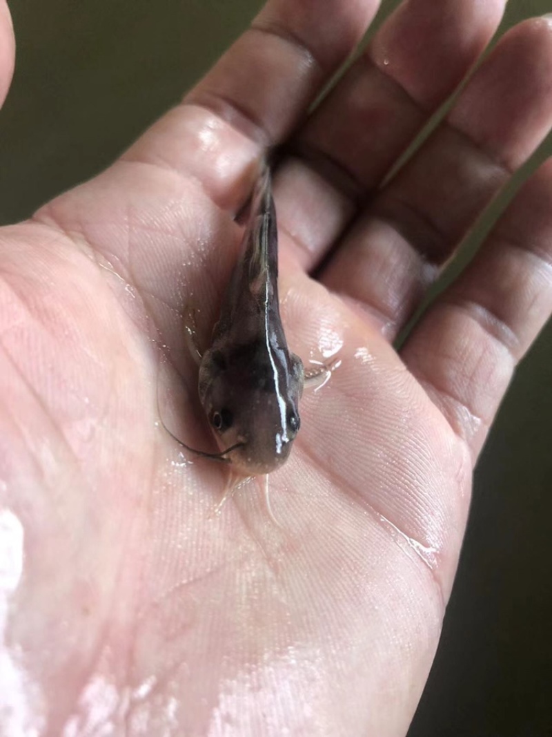 黄骨鱼苗黄颡鱼苗昂刺鱼苗汪丁鱼苗黄鸭叫黄辣丁鱼苗