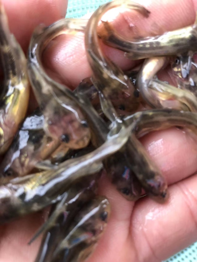 黄骨鱼苗黄颡鱼苗昂刺鱼苗汪丁鱼苗黄鸭叫黄辣丁鱼苗