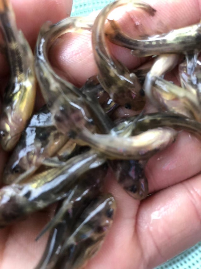 黄骨鱼苗黄颡鱼苗昂刺鱼苗汪丁鱼苗黄鸭叫黄辣丁鱼苗