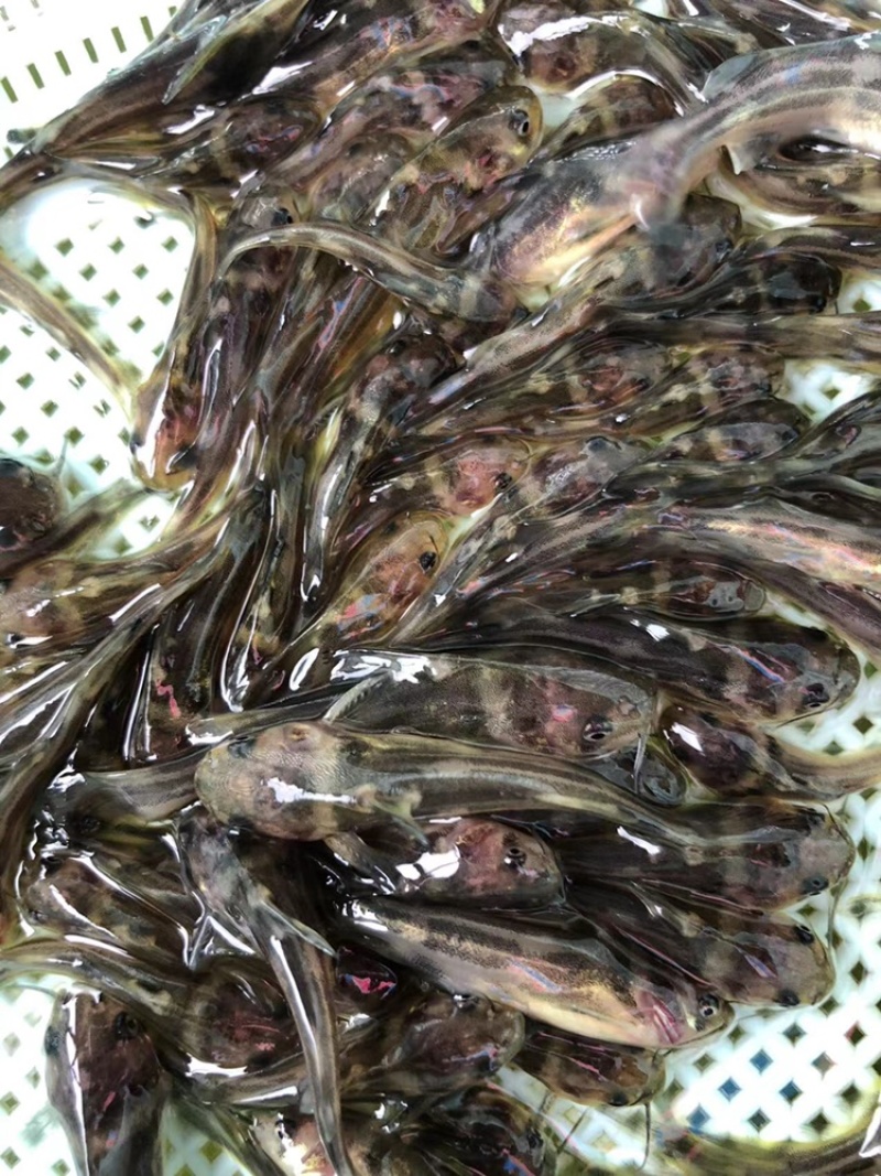 黄骨鱼苗黄颡鱼苗昂刺鱼苗汪丁鱼苗黄鸭叫黄辣丁鱼苗