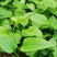 牛尾菜苗牛尾菜种苗牛尾蕨苗牛尾蕨种苗提供技术回收