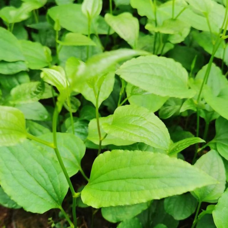 牛尾菜苗牛尾菜种苗牛尾蕨苗牛尾蕨种苗提供技术回收