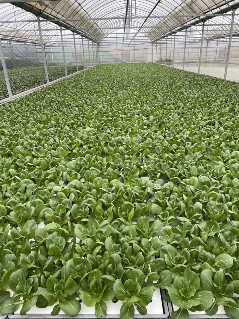 优质上海青油菜青菜，可定制包装，可长期稳定供应