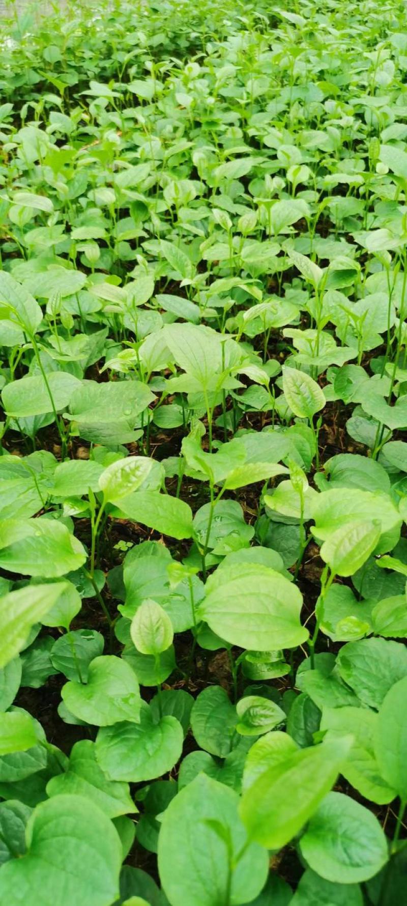 牛尾菜苗牛尾菜种苗牛尾蕨苗牛尾蕨种苗提供技术回收