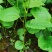 牛尾菜苗牛尾菜种苗牛尾蕨苗牛尾蕨种苗提供技术回收