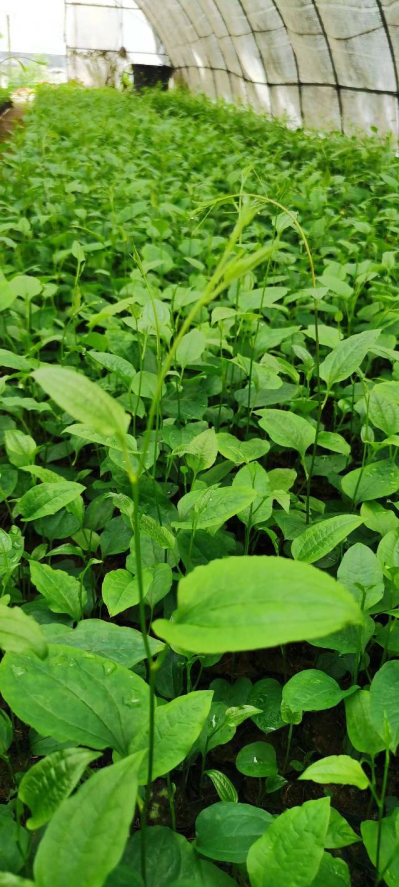牛尾菜苗牛尾菜种苗牛尾蕨苗牛尾蕨种苗提供技术回收