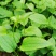牛尾菜苗牛尾菜种苗牛尾蕨苗牛尾蕨种苗提供技术回收