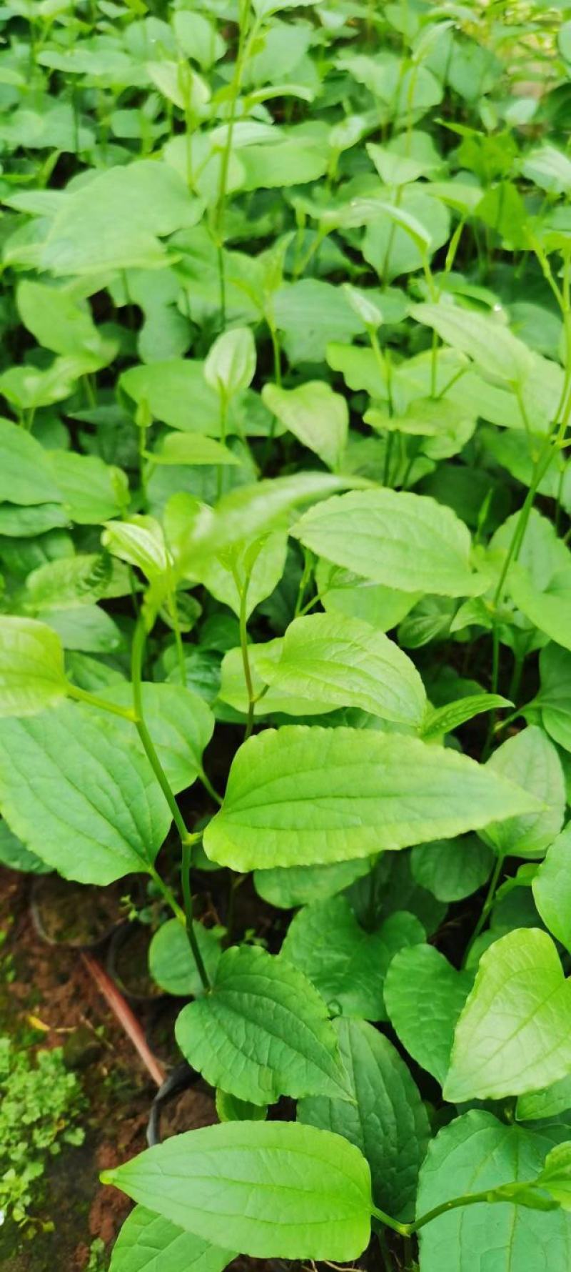 牛尾菜苗牛尾菜种苗牛尾蕨苗牛尾蕨种苗提供技术回收