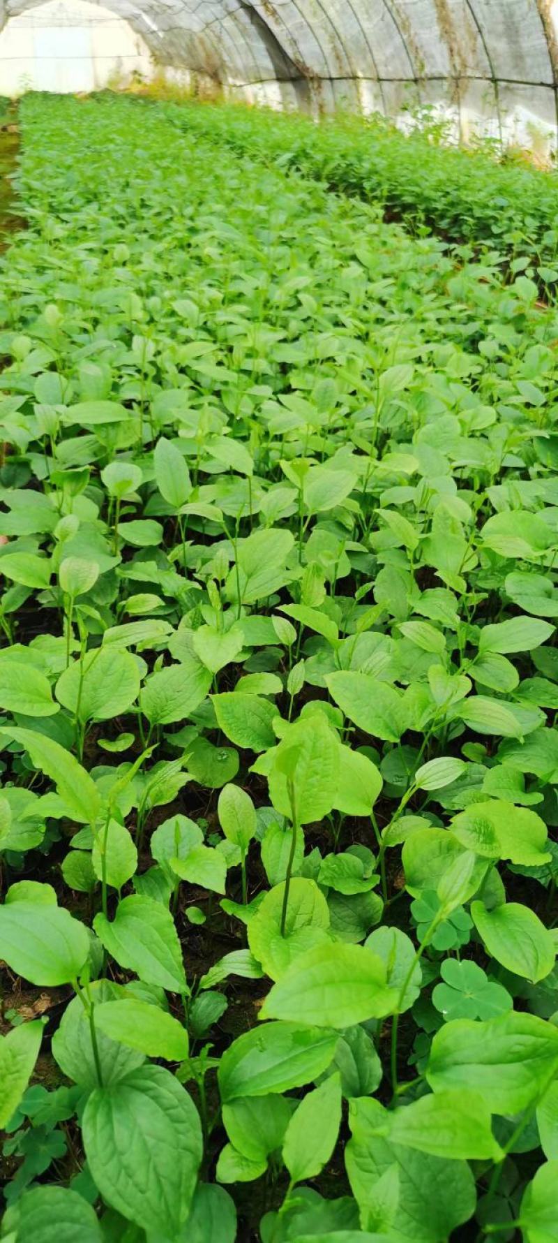 牛尾菜苗牛尾菜种苗牛尾蕨苗牛尾蕨种苗提供技术回收