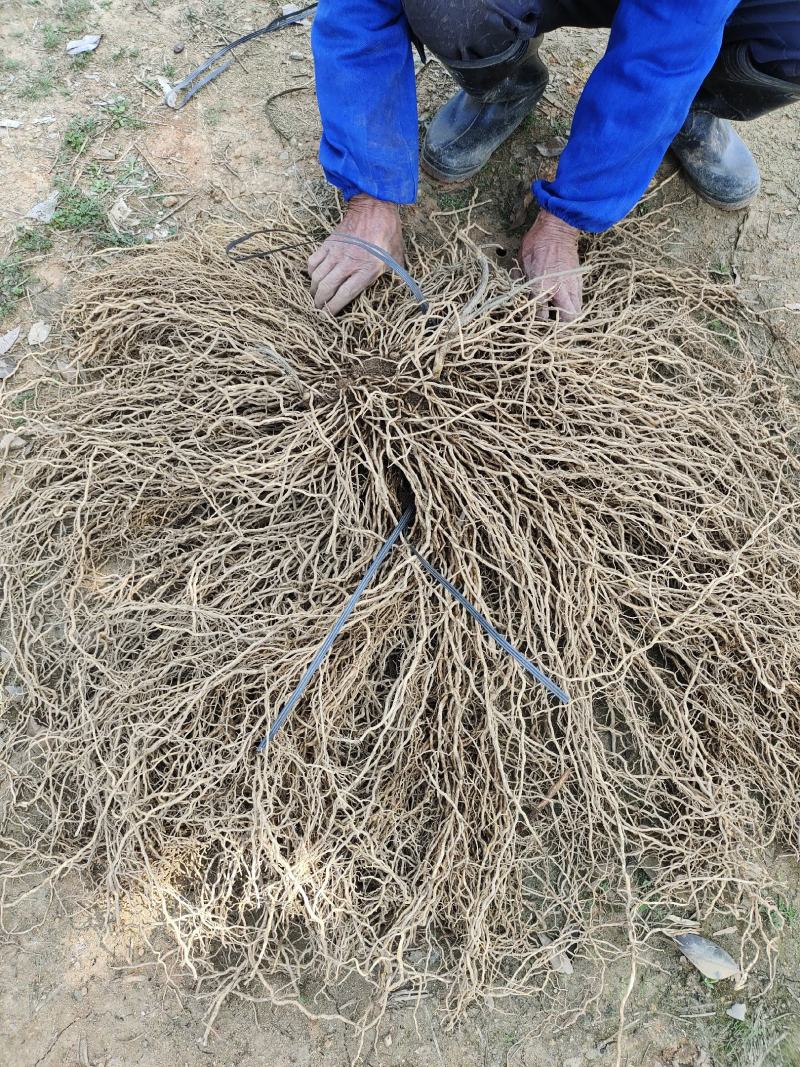 牛尾菜苗牛尾菜种苗牛尾蕨苗牛尾蕨种苗提供技术回收