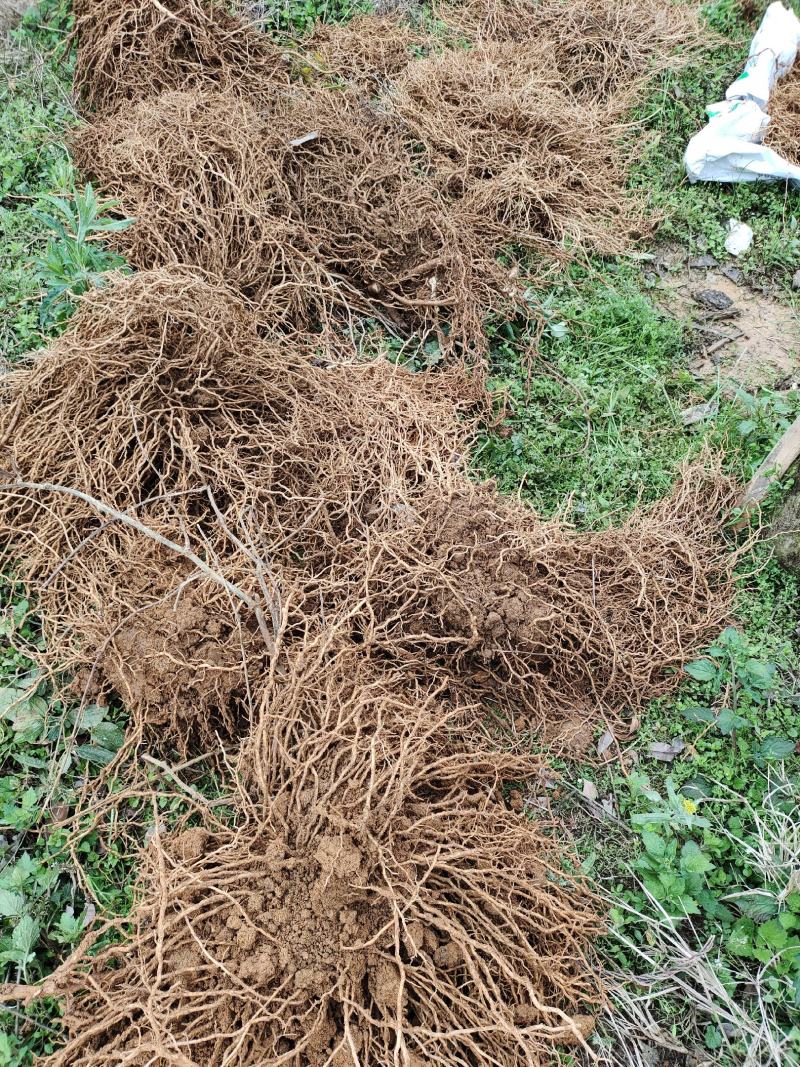 牛尾菜苗牛尾菜种苗牛尾蕨苗牛尾蕨种苗提供技术回收