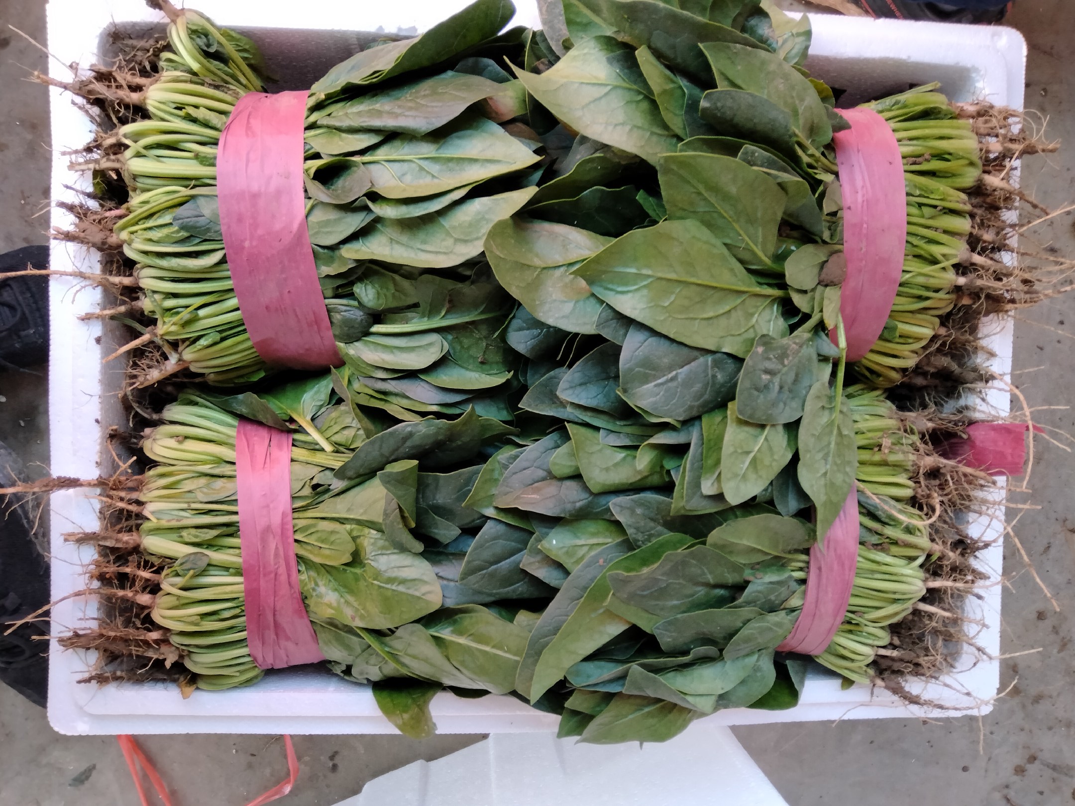 新鲜大叶菠菜清洗过程