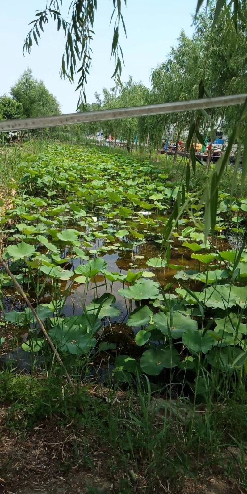 【精品】河北睡莲水生根块量大从优各种颜色欢迎联系