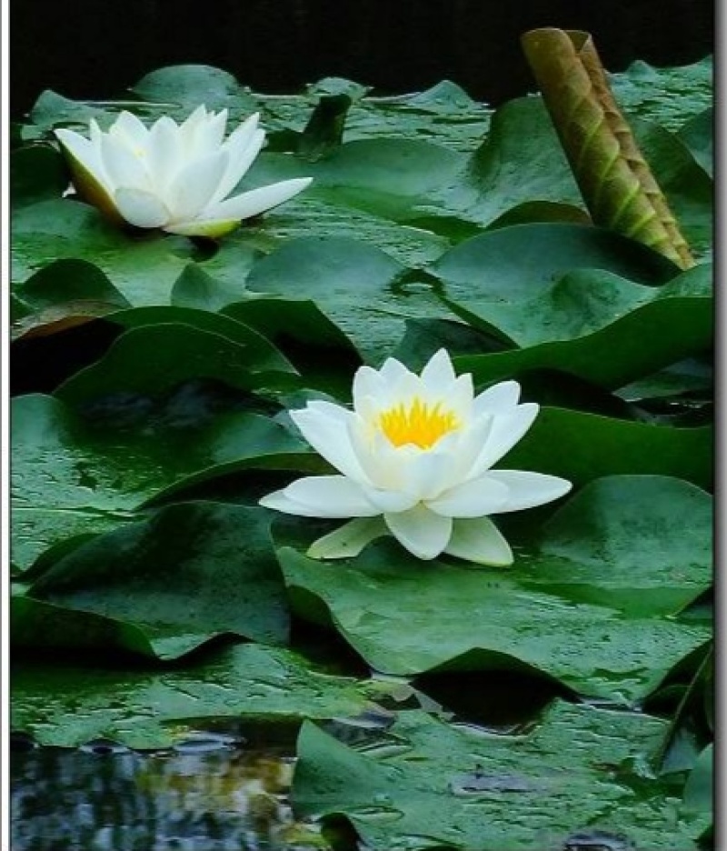 【精品】河北睡莲水生根块量大从优各种颜色欢迎联系